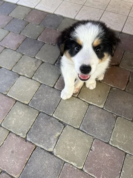 Cuccioli di Border Collie con Pedigree ENCI