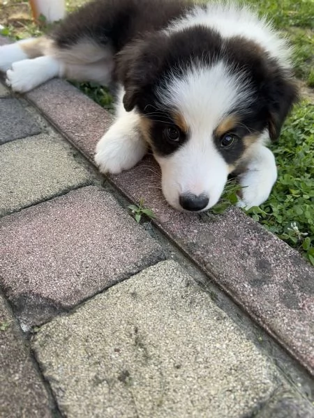 Cuccioli di Border Collie con Pedigree ENCI | Foto 4