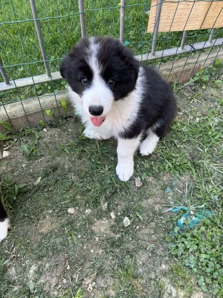 Cuccioli di Border Collie con Pedigree ENCI | Foto 3
