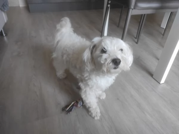 Maltese 