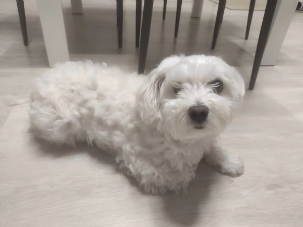 Maltese  | Foto 1