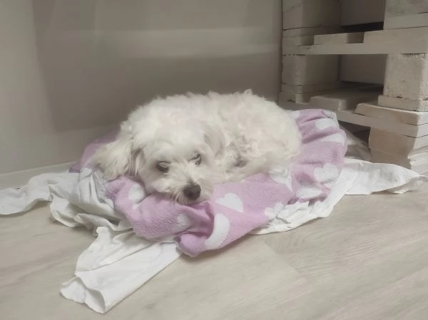 Maltese  | Foto 0