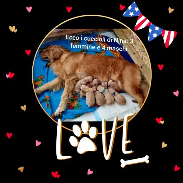 Golden Retriver Americani 100