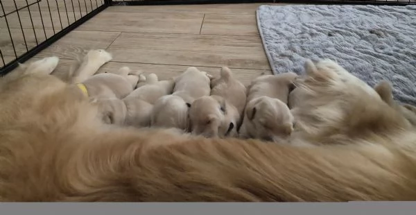 Golden Retriver Americani 100 | Foto 0
