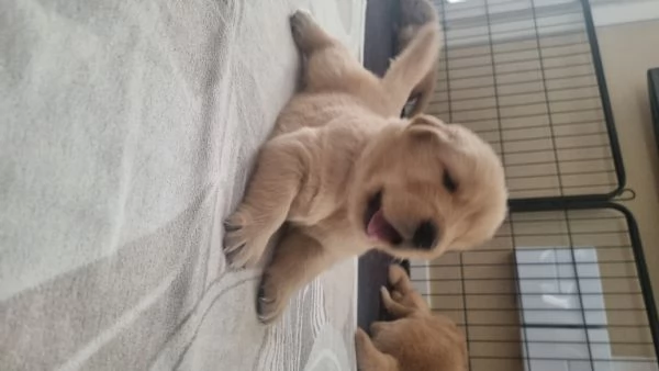 Cuccioli golden retriver americano disponibili | Foto 3