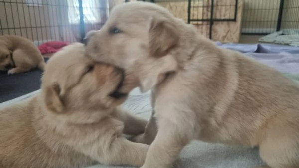 Cuccioli golden retriver americano disponibili | Foto 2