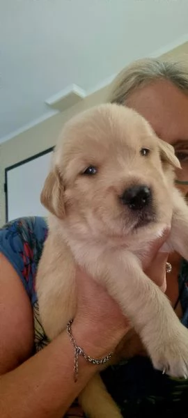 Cuccioli golden retriver americano disponibili | Foto 1