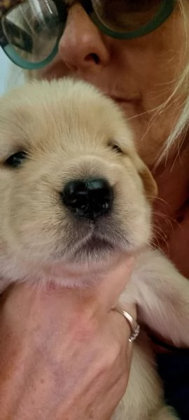 Cuccioli golden retriver americano disponibili | Foto 0