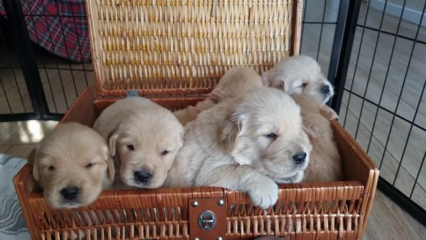 Cuccioli golden retriver americano disponibili