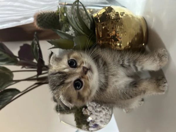 Disponibile gattino