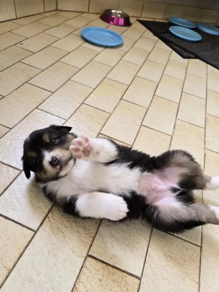 Meravigliosi cuccioli di pastore australiano 