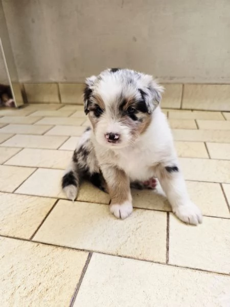 Meravigliosi cuccioli di pastore australiano  | Foto 6