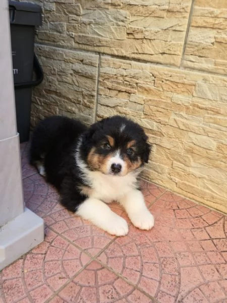 Meravigliosi cuccioli di pastore australiano  | Foto 6