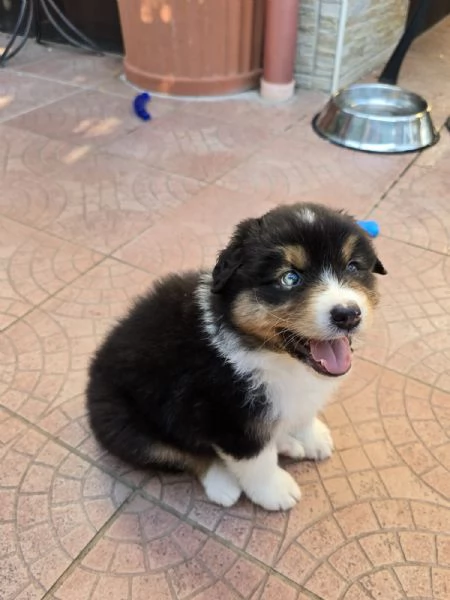 Meravigliosi cuccioli di pastore australiano  | Foto 5
