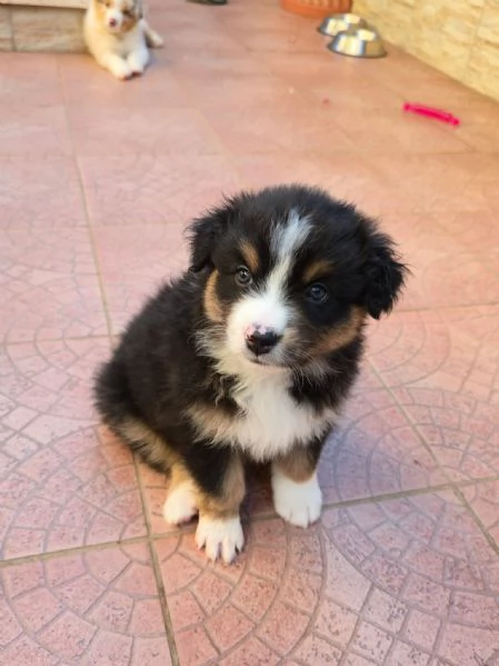 Meravigliosi cuccioli di pastore australiano  | Foto 4