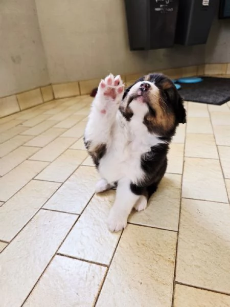 Meravigliosi cuccioli di pastore australiano  | Foto 5