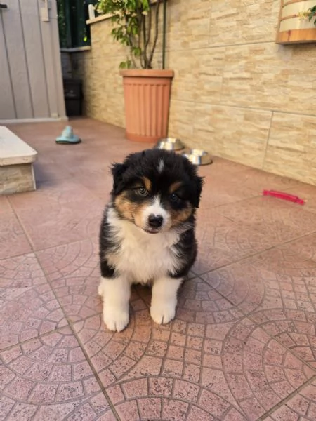 Meravigliosi cuccioli di pastore australiano  | Foto 2