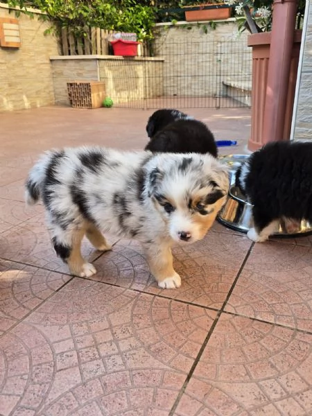 Meravigliosi cuccioli di pastore australiano  | Foto 1