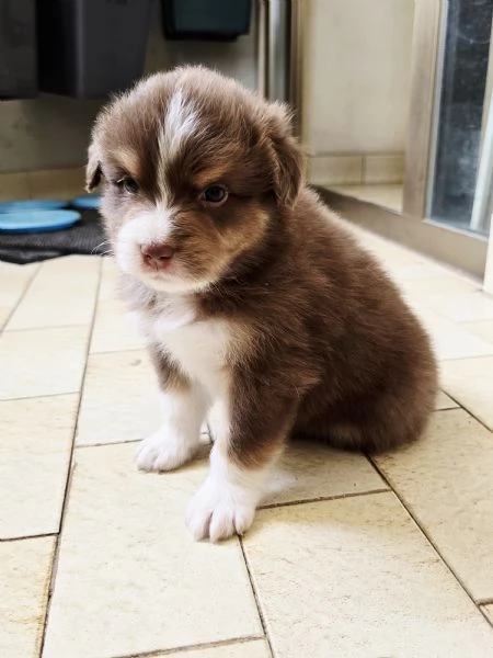 Meravigliosi cuccioli di pastore australiano  | Foto 3