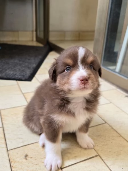 Meravigliosi cuccioli di pastore australiano  | Foto 1
