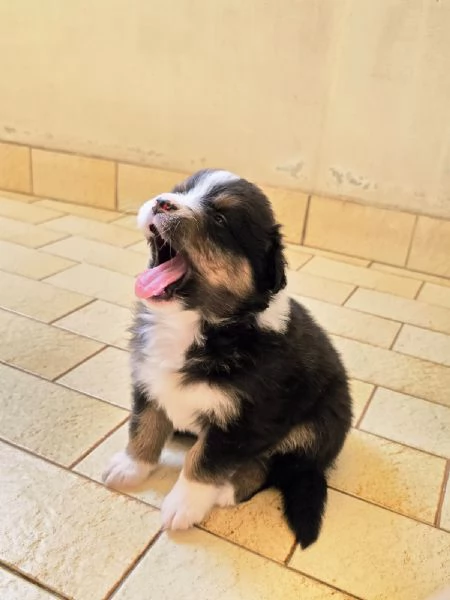 Meravigliosi cuccioli di pastore australiano  | Foto 0