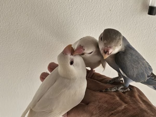 Inseparabili allevati a mano | Foto 1