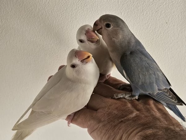 Inseparabili allevati a mano | Foto 0