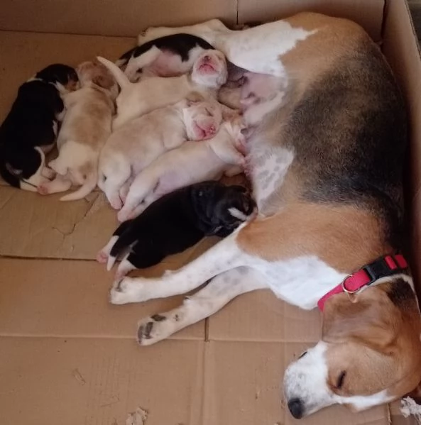 5 Cuccioli di Beagle con pedigree vi aspettano