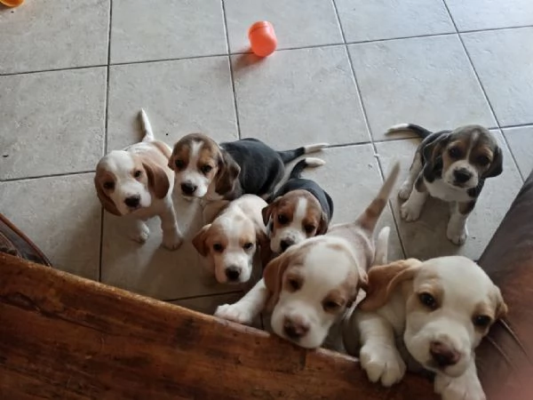 5 Cuccioli di Beagle con pedigree vi aspettano | Foto 1