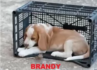5 Cuccioli di Beagle con pedigree e microchip | Foto 3