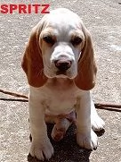 5 Cuccioli di Beagle con pedigree e microchip | Foto 2