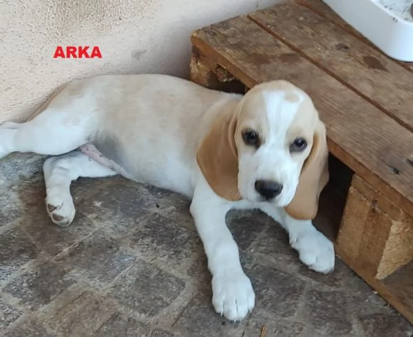 5 Cuccioli di Beagle con pedigree e microchip | Foto 1