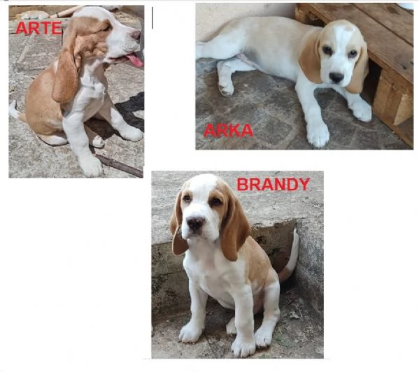 3 Cuccioli di Beagle con pedigree e microchip