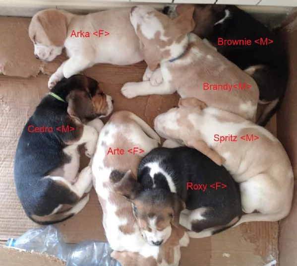 5 Cuccioli di Beagle con pedigree vi aspettano | Foto 0