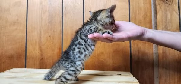 Gattini del Bengala dolci affettuosi e intelligenti