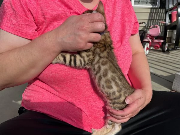 Gattini del Bengala dolci affettuosi e intelligenti | Foto 3