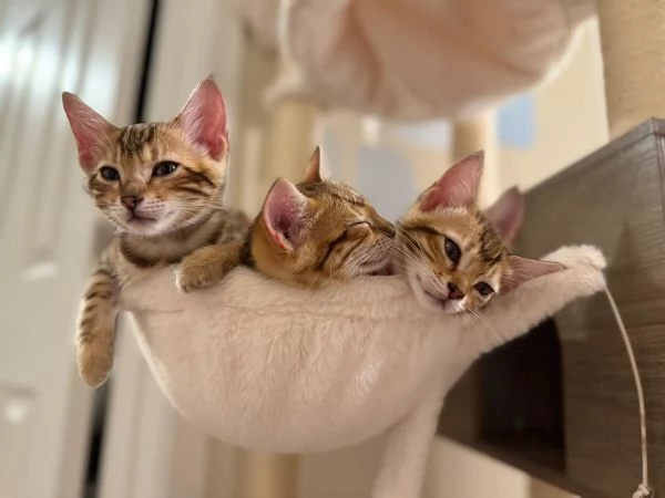 Gattini del Bengala dolci affettuosi e intelligenti | Foto 2