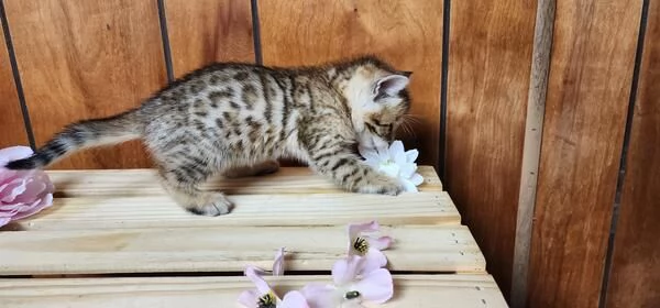 Gattini del Bengala dolci affettuosi e intelligenti | Foto 1