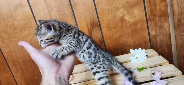 Gattini del Bengala dolci affettuosi e intelligenti | Foto 0
