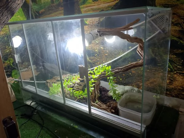 Iguana verde teca