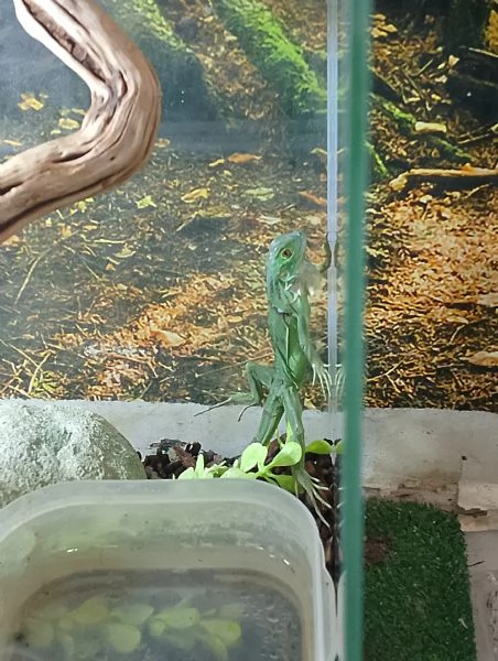 Iguana verde teca | Foto 0