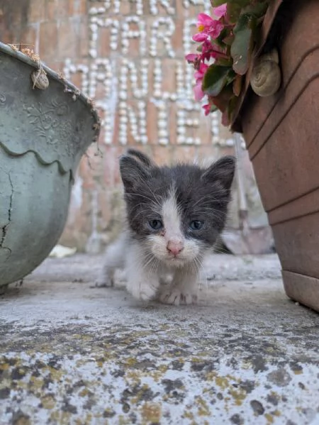 Regalo gattini