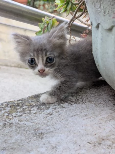 Regalo gattini | Foto 0