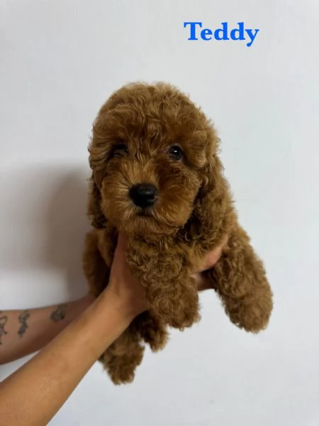 Barboncini pedigree enci 