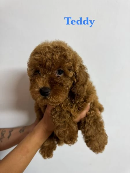 Barboncini pedigree enci  | Foto 6