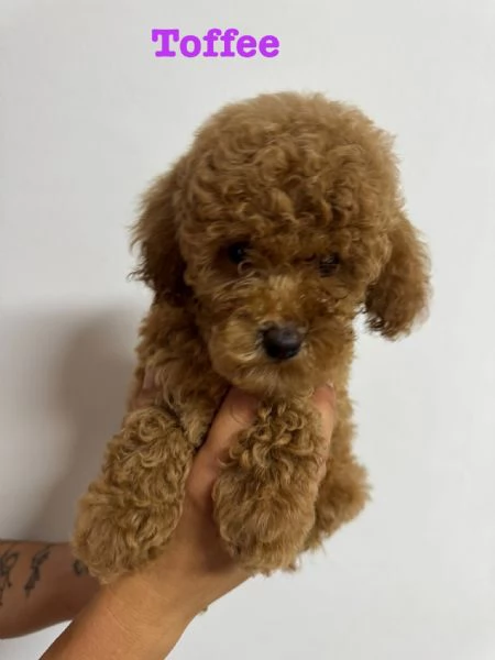 Barboncini pedigree enci  | Foto 5