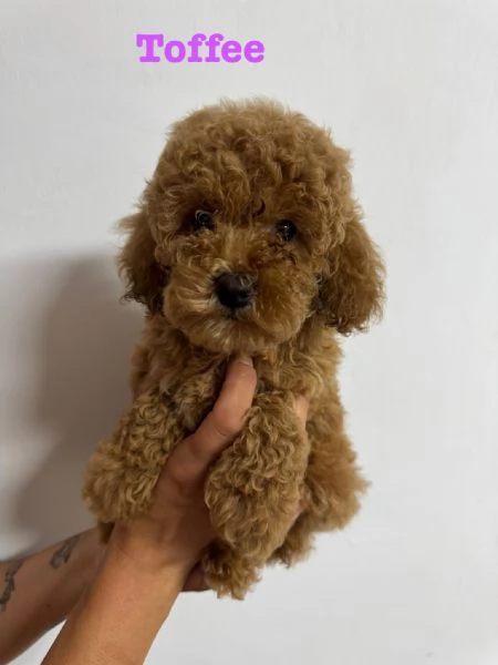 Barboncini pedigree enci  | Foto 4