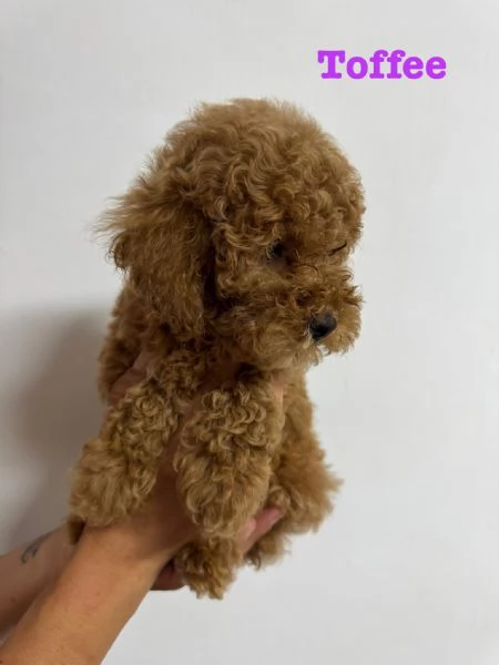 Barboncini pedigree enci  | Foto 3