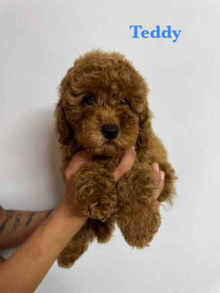 Barboncini pedigree enci  | Foto 2