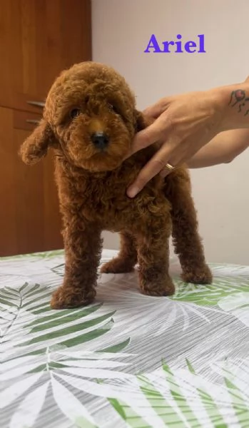 Barboncini pedigree enci  | Foto 1